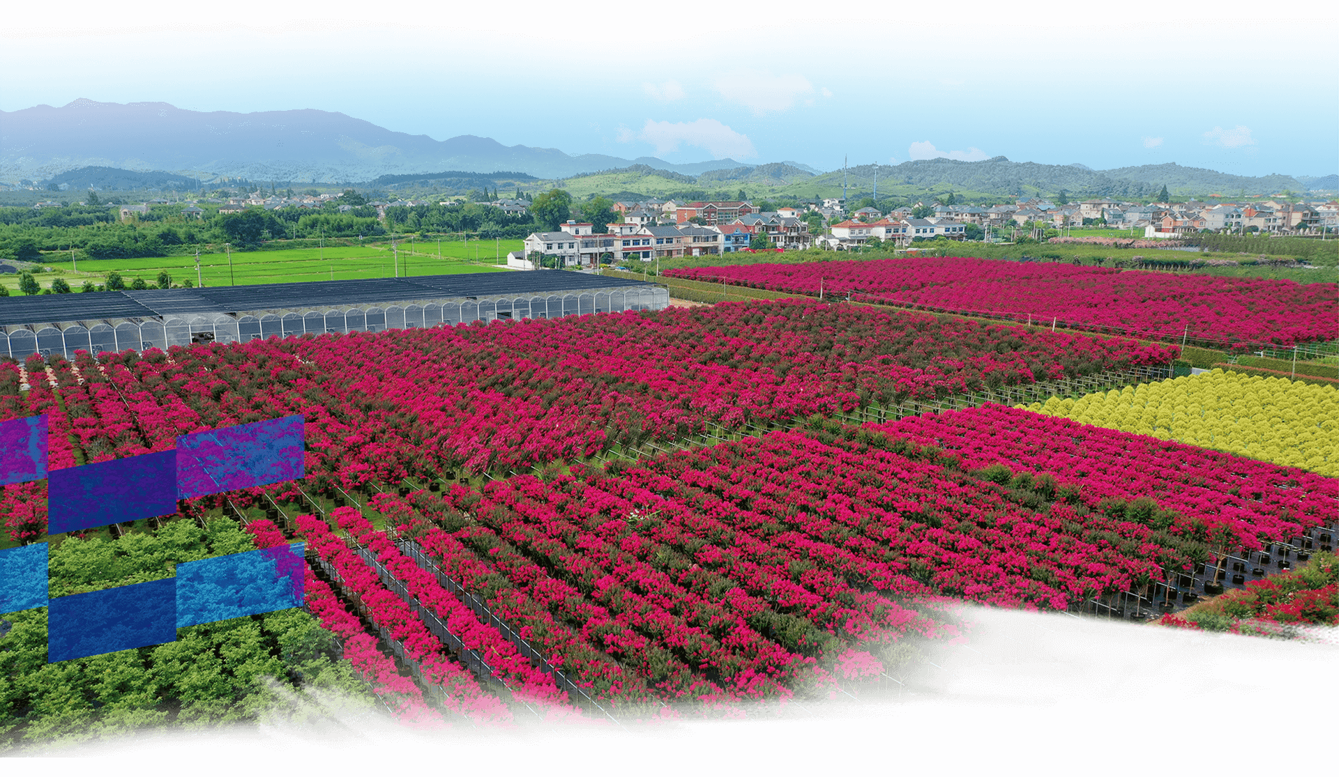 图片素材 : 厂, 领域, 夏季, 郁金香, 弹簧, 多彩, 黄色, 花园, 草甸, 开花植物, 百合家庭, 逼真, 陆地植物 ...